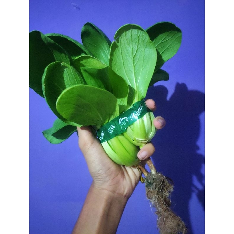 

pakcoy/sawi sendok