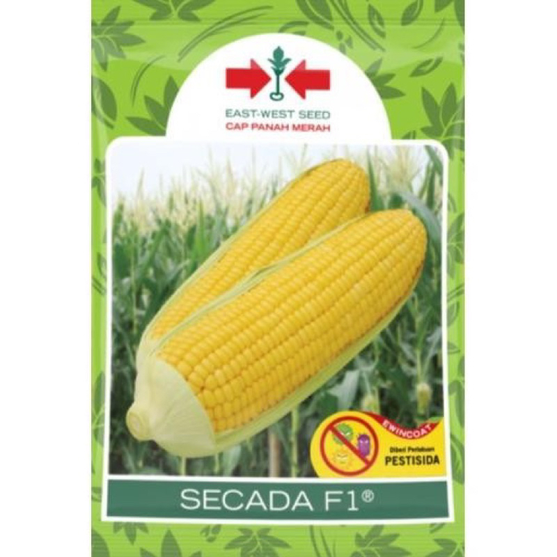 Benih Jagung Manis f1 - scada f1