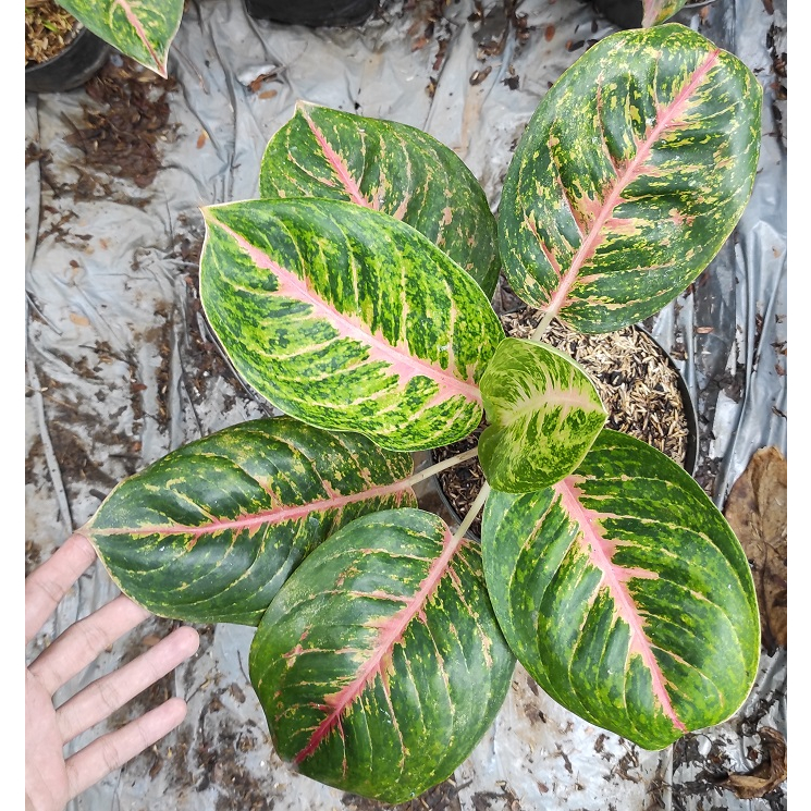 Aglonema Big Papa / Aglaonema Big Papa / Tanaman Hias Aglonema BigPapa / Algo BIg Papa