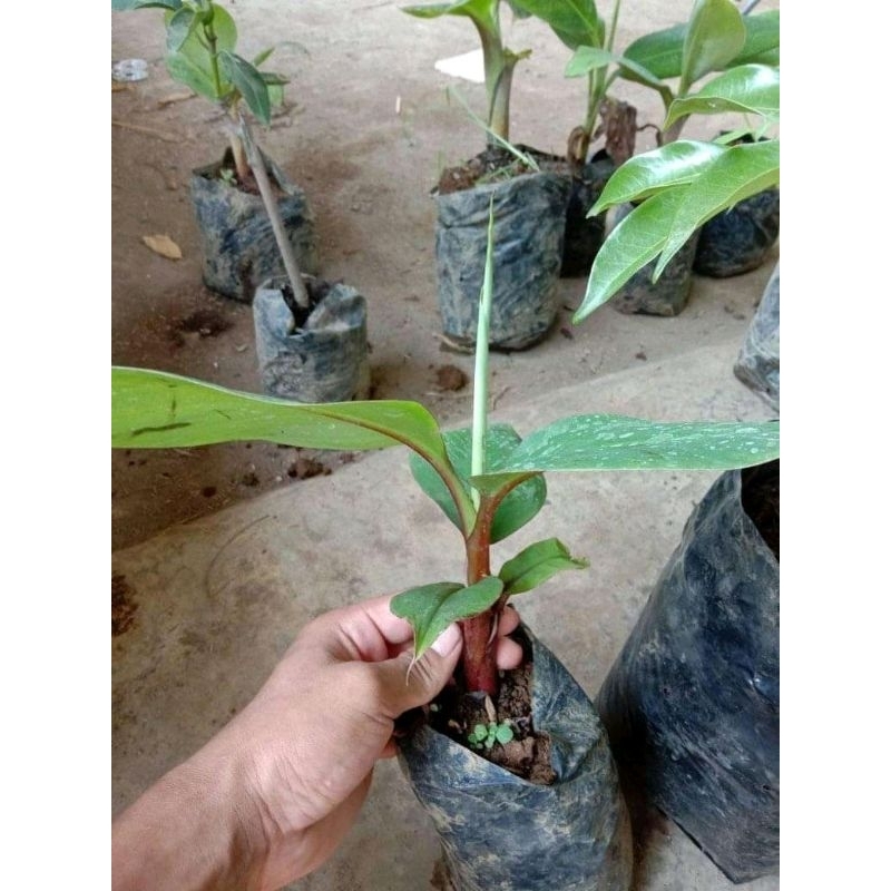 bibit pisang mini Brazil super unggul