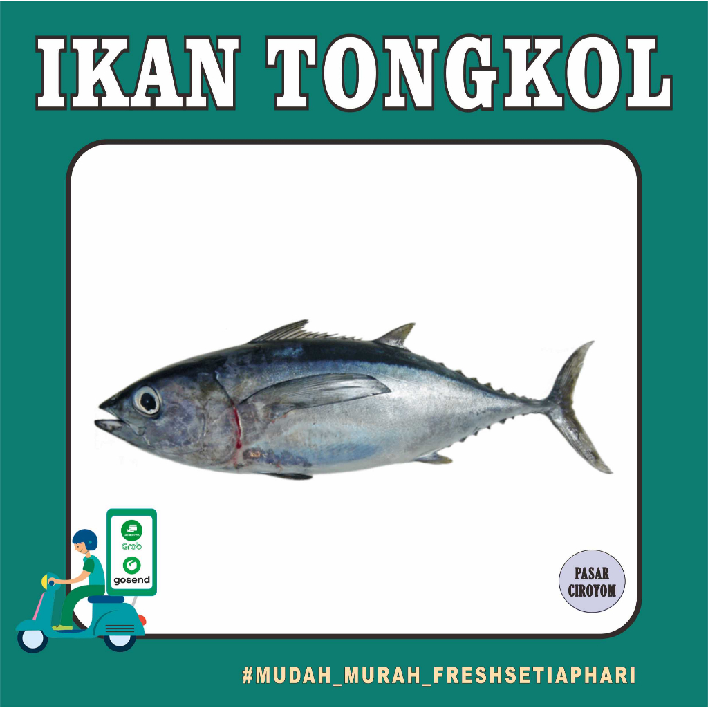 

IKAN TONGKOL FRESH MURAH BANDUNG / SEAFOOD