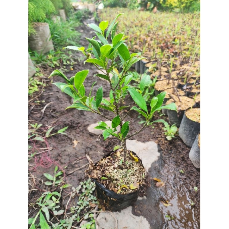 Beringin kimeng bahan bonsai