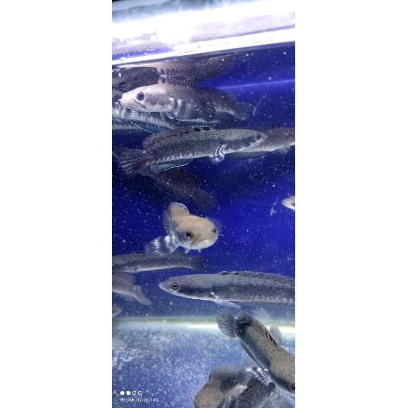 chana blue pulchra ukuran 9-10cm