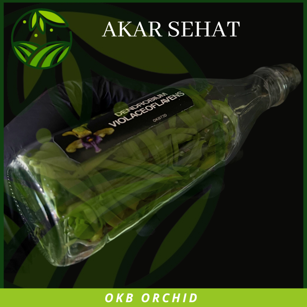 Lionmarket Anggrek Botolan Dendrobium Violaceoflavens Bibit Anggrek Dendro Besi Anggrek Besi
