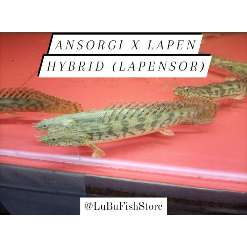 Aksesoris Aquarium Palmas Lapensor Hybrid (Ansorgi x Lapen [Palmas Hybrid 3 Gen])