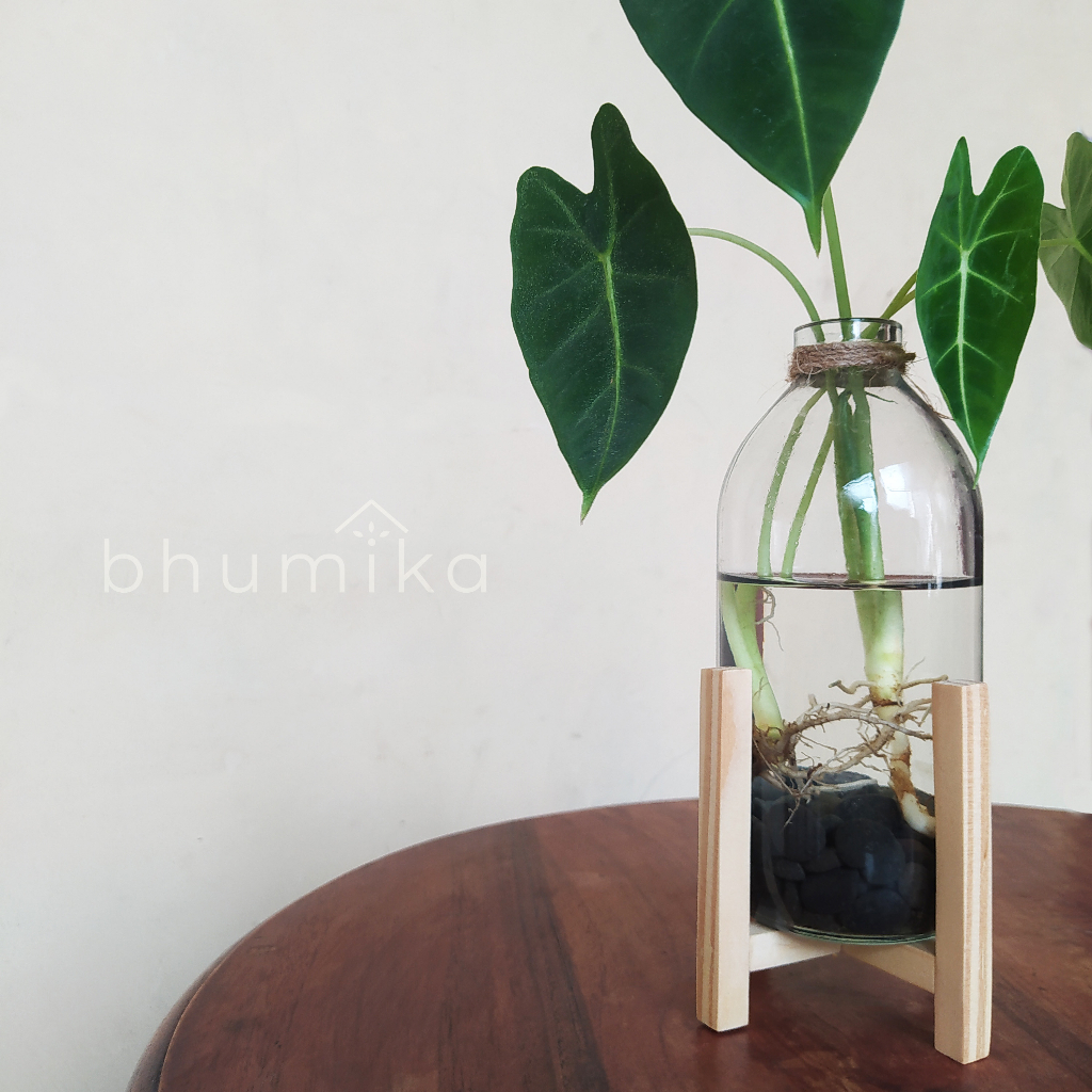 Vas tanaman air / Botol Kaca aesthetic / pot tanaman dekorasi rumah hidropinok