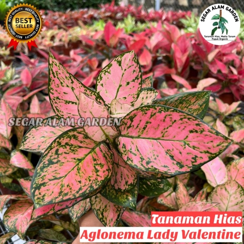 Tanaman Hias Aglonema Lady Valentine - Aglonema Lady Valentine