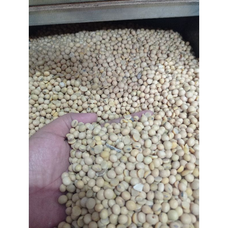 

kacang kedelai biji kedelai mentah ½ kg