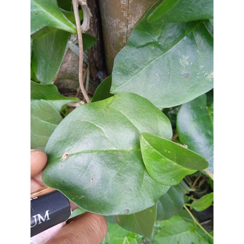 

daun binahong, 100 lbr / daun herbal binahong seger diperik saat orderan masuk