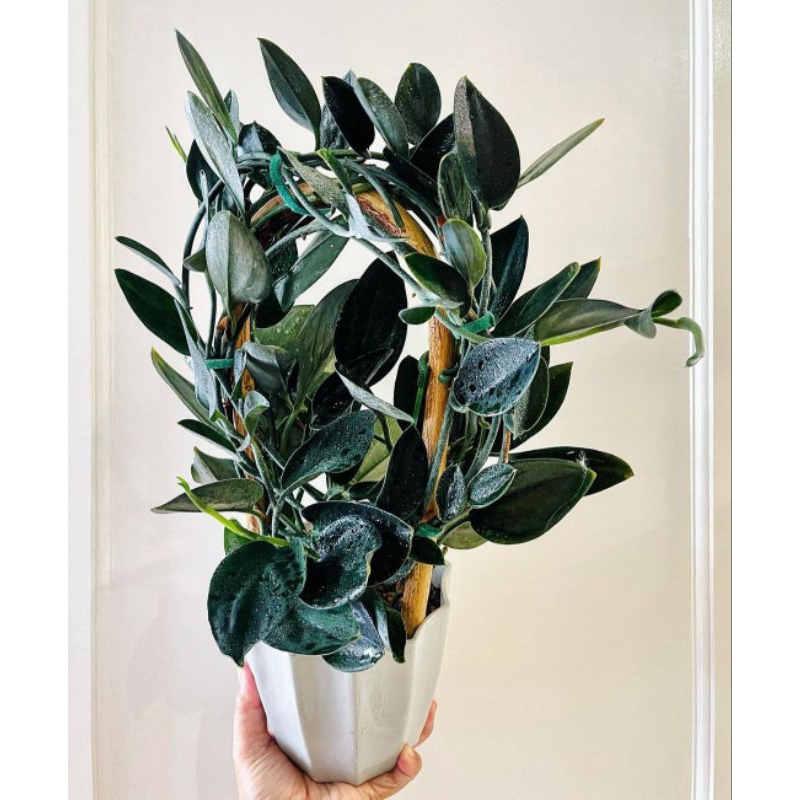 Scindapsus Streubii Dark Form / Scindapsus Lucens