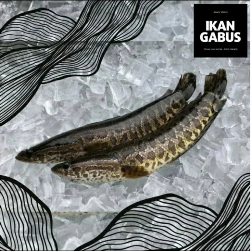 

IKAN GABUS fresh