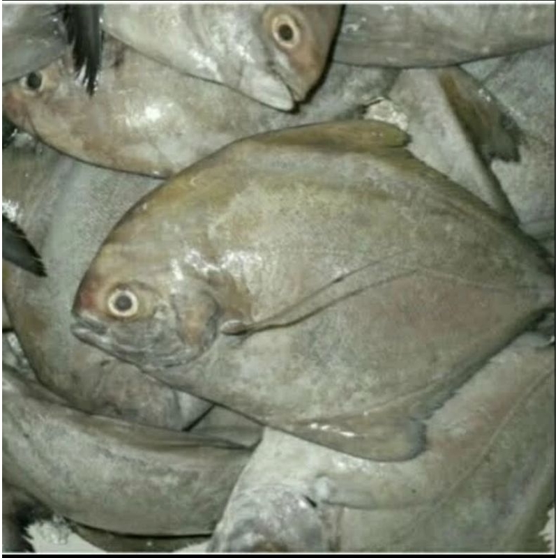 

IKAN BAWAL LAUT FRESH