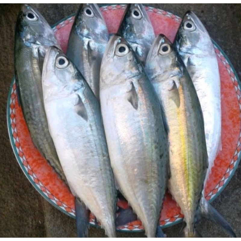 

Ikan Kembung Fresh