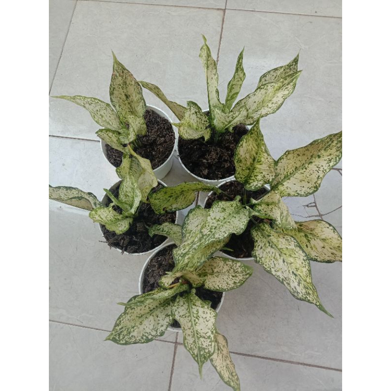 TANAMAN HIAS AGRONEMA SNOW WHITE