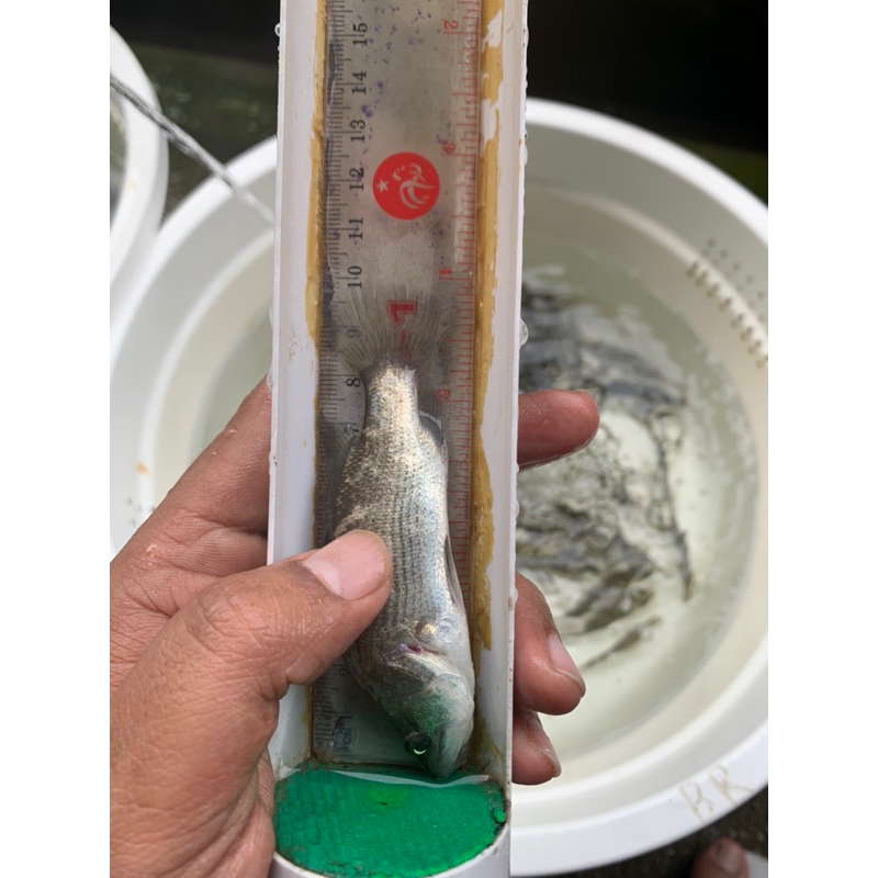 Baramundi/kakap putih air tawar 10cm