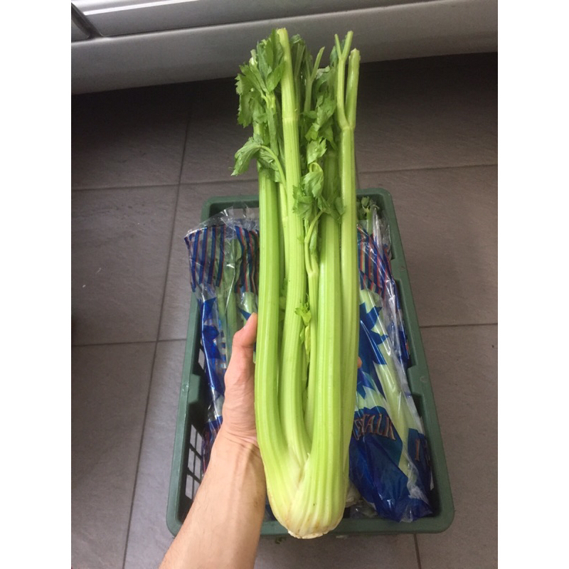 

Celery Stick / Seledri Stick RRC (10 Kg) Fresh Import