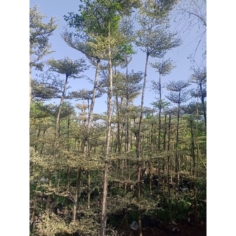 Tanaman Hias Ketapang kencana Varigata Ukuran 3 Meter Pohon Ketapang kencana Varigata