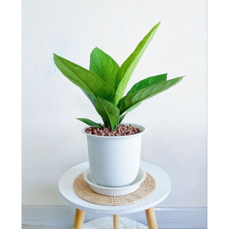 antorium jemani kobra / tanaman hias antorium