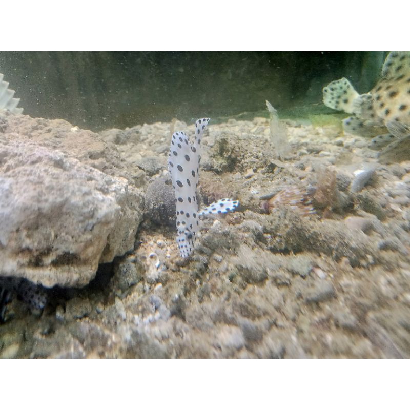 

ikan greskelli ( kerapu bebek )