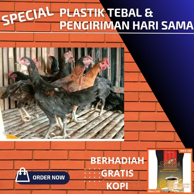 

ayam kampung hidup langsung di potong fressh original asli bisa milih bebas berapa potongan