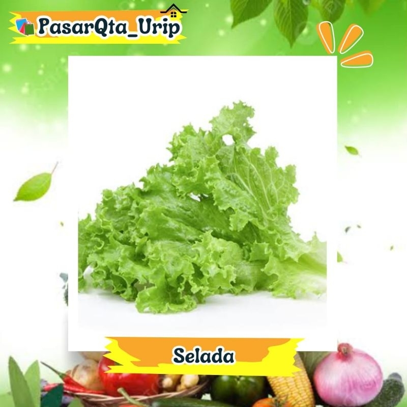 

Daun selada per 500gr / pasar online makassar / Pasar sayur Makassar