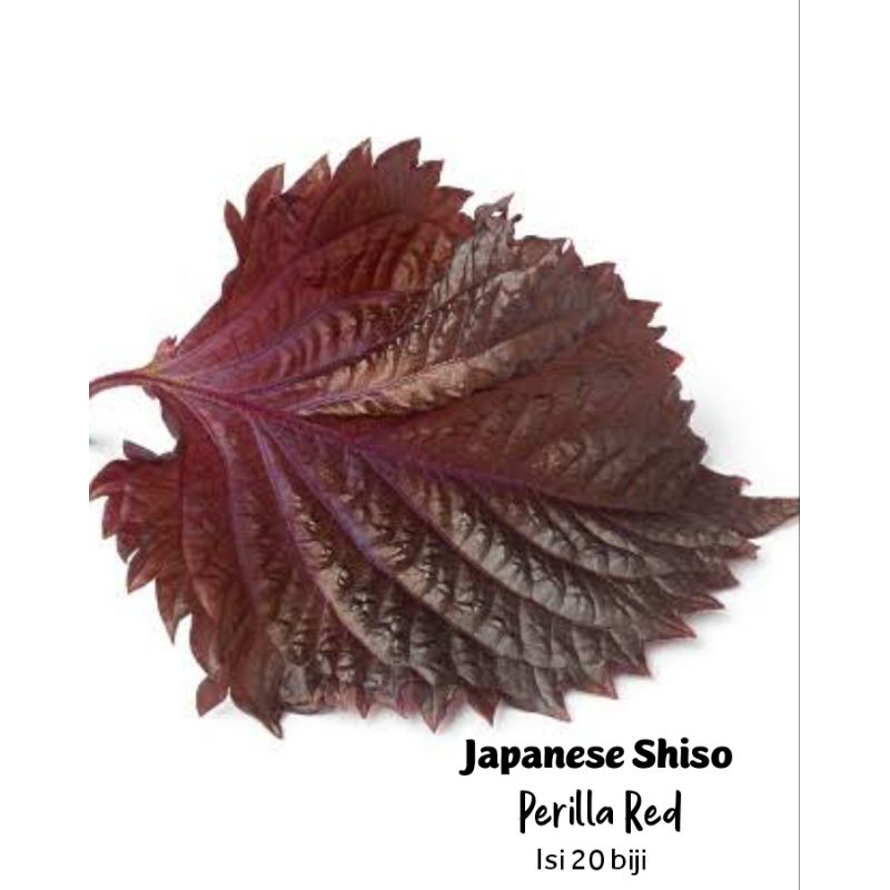 Shiso perilla red japanese benih biji