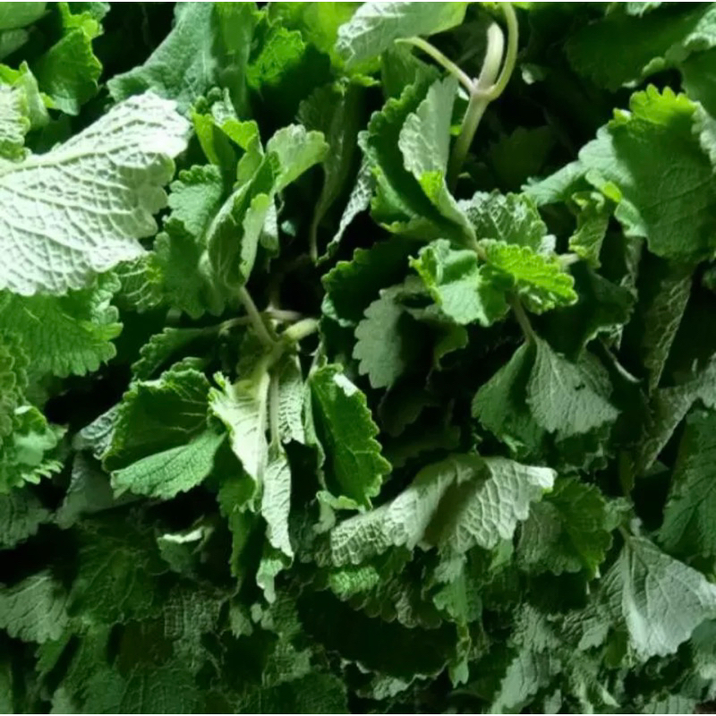 

Daun Bangun Bangun Segar 500gr