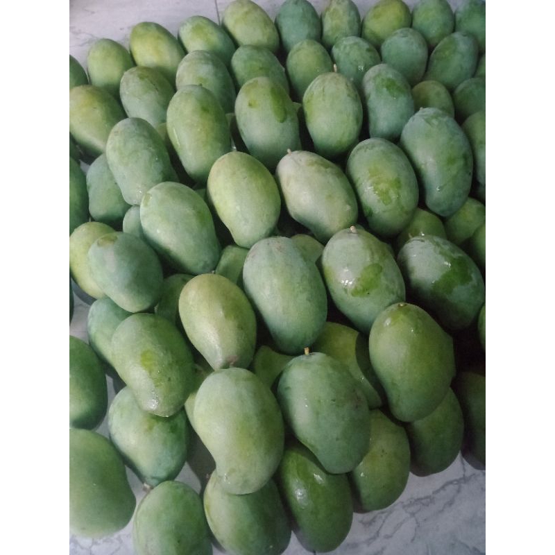 

Mangga Harum Manis mengkal