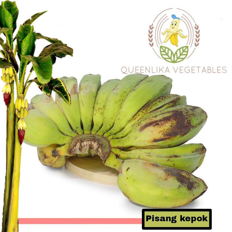 

pisang kepok (kepok kebo) 1sisir 1 kiloan segar