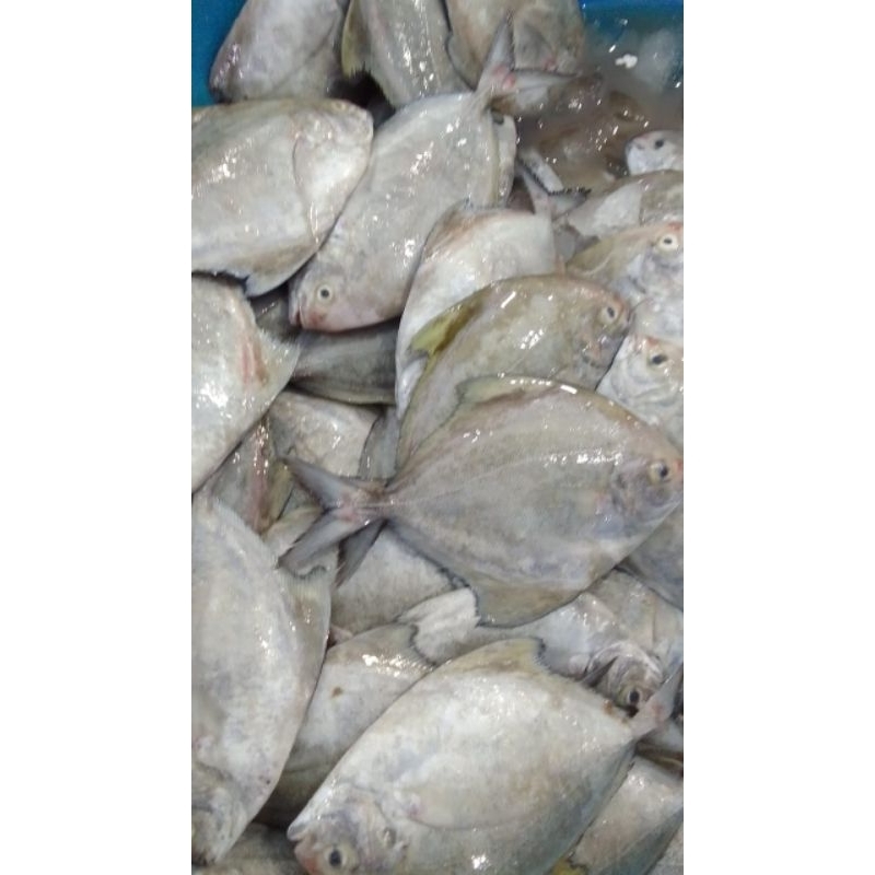 

bawal putih alias bawal laut 500gram