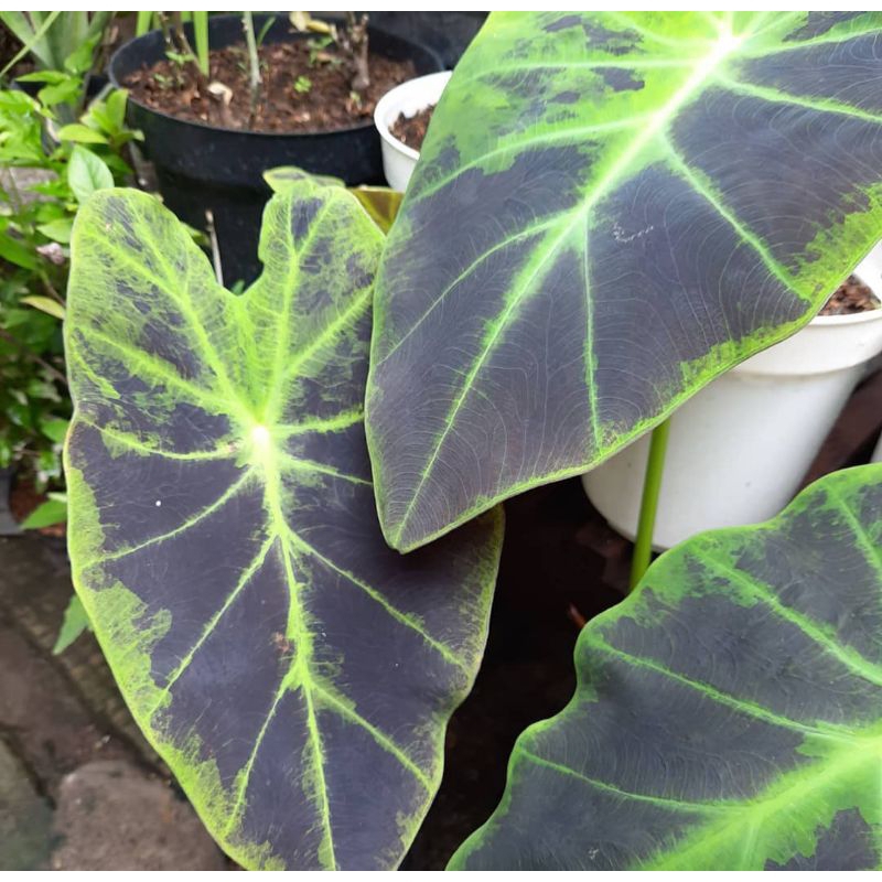 tanaman hias keladi ungu/keladi ilustris