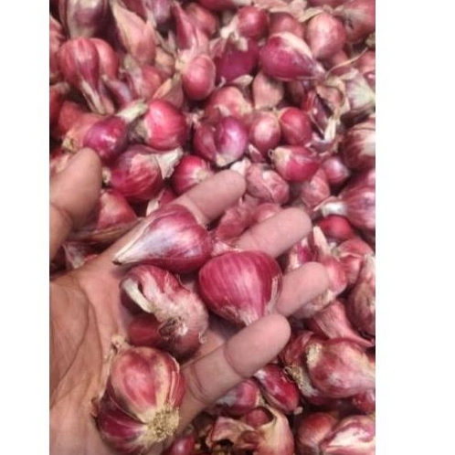 

bawang merah Brebes super