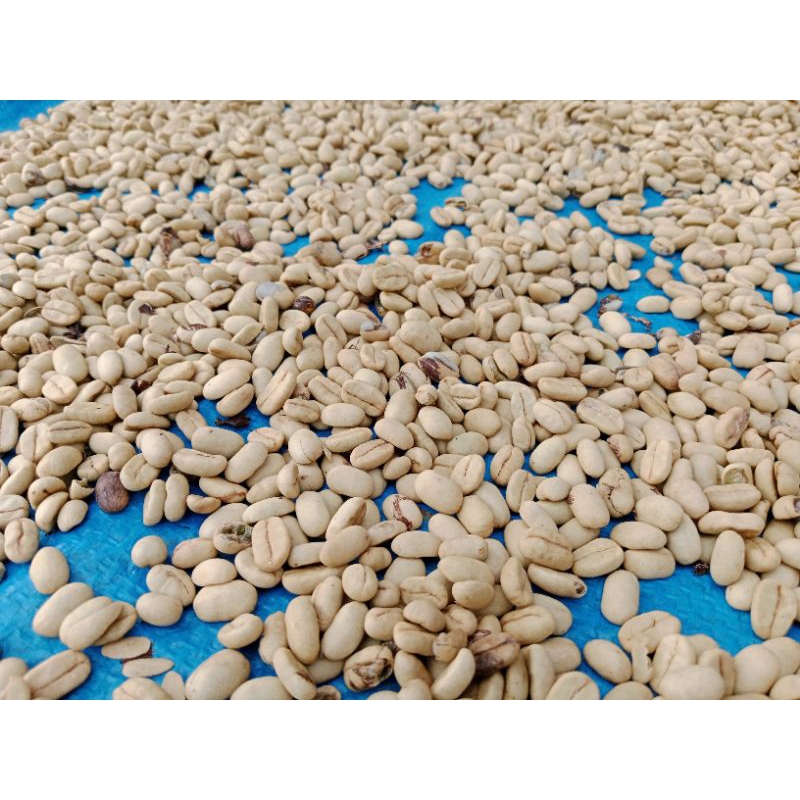 100 Biji bibit kopi arabika ateng super