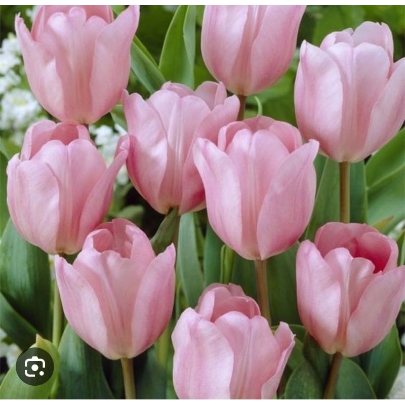 tanaman hias umbi tulip import bunga Holland bukan benih