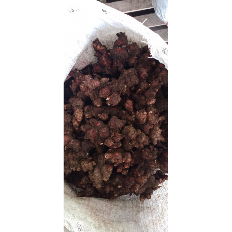 

Jahe Merah Asalan Jahe Merah Rempang