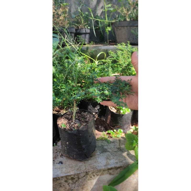 Saeng Simbur mikro Vietnam