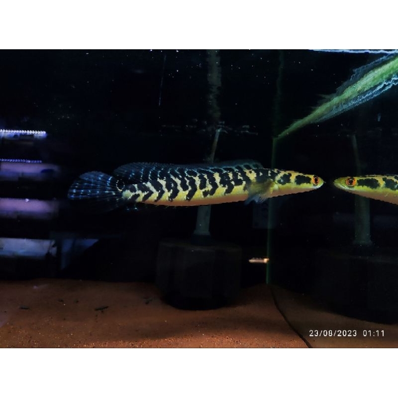 mainan channa Maru YS packing 2kg