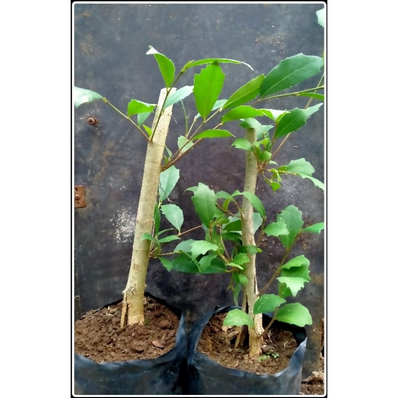 bahan bonsai ampelas putih