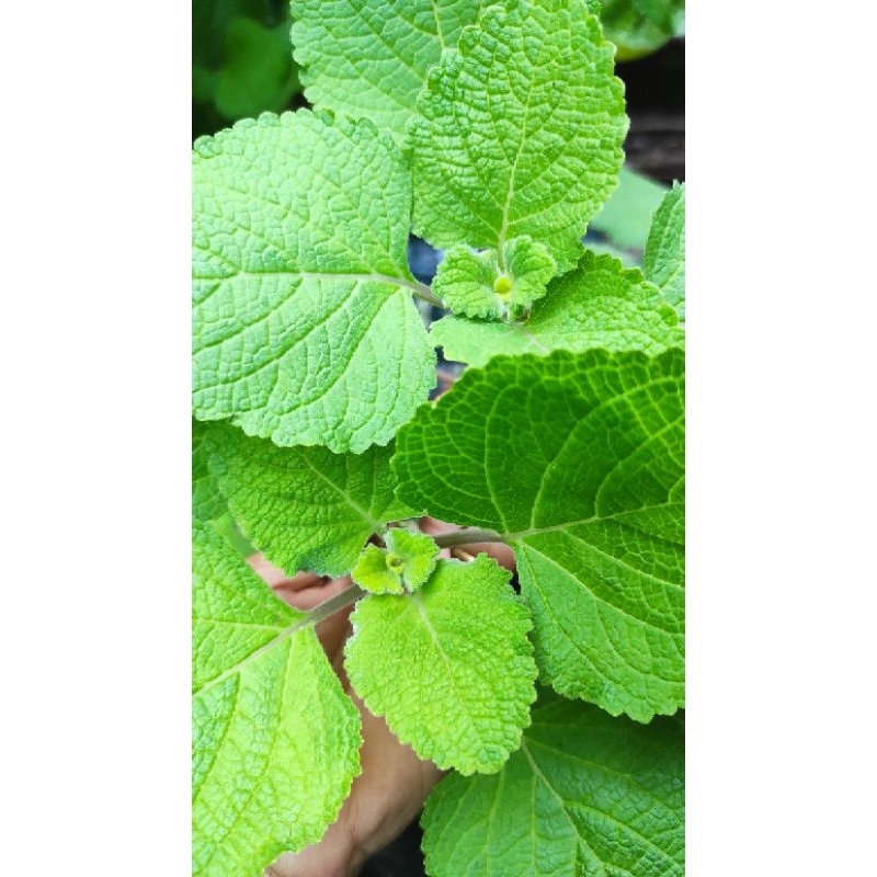 

daun torbangun segar herbal organik/bangun bangun pelancar asi