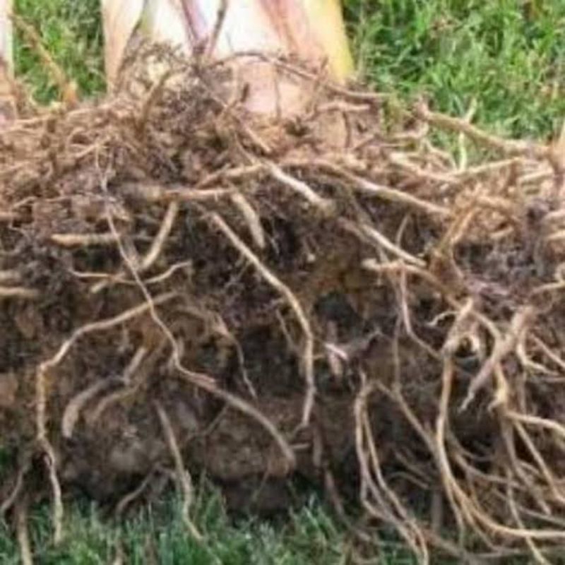 

jual akar pisang segar 500grm