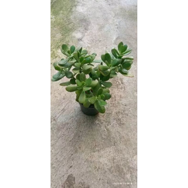 Jade Plant Bonsai