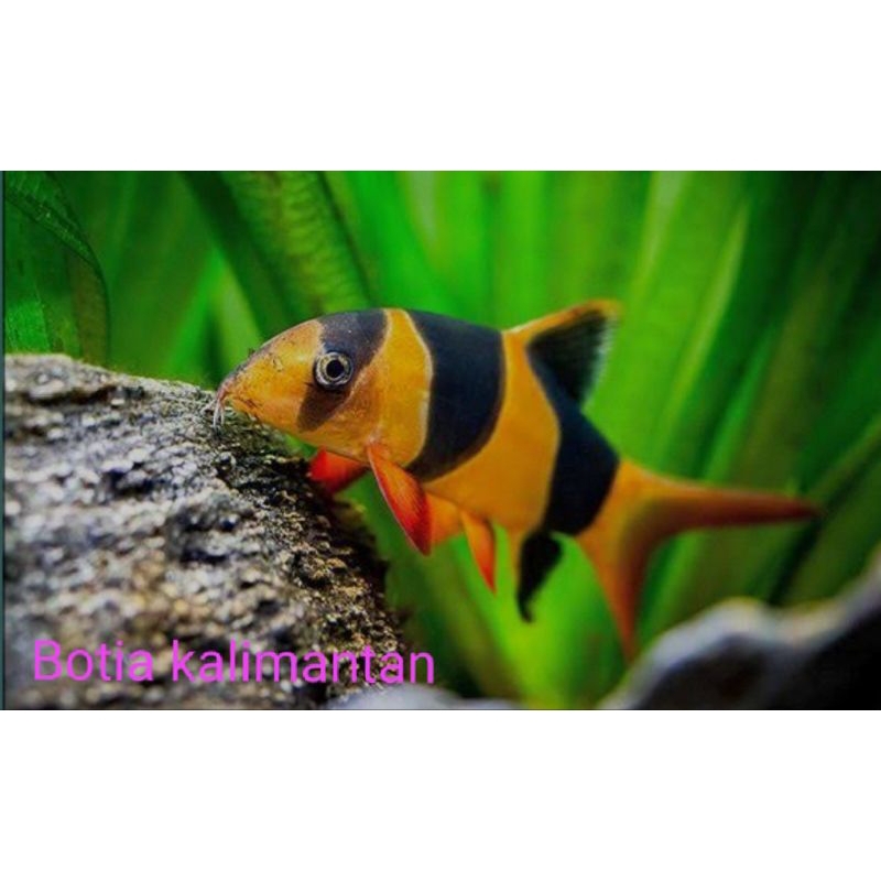 hiasan botia kalimantan badut