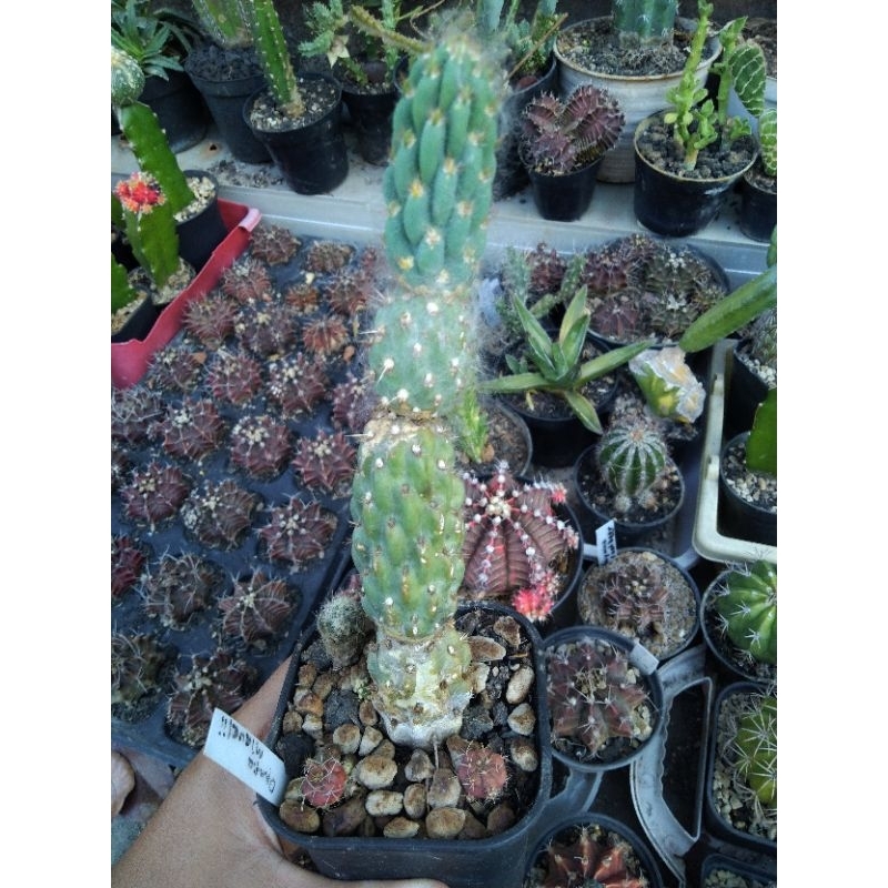 Opuntia miquelii