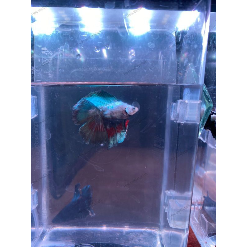 cupang/betafish - halfmoon double tail shortbody(HMDTSB)