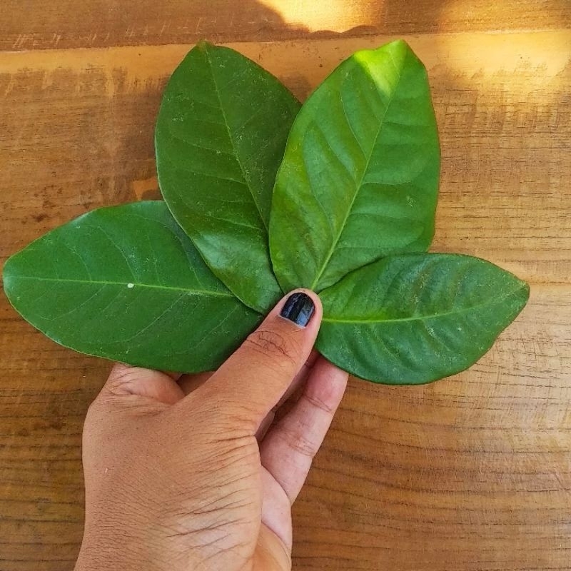 

Daun salam Segar untuk bumbu masak 50gram