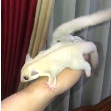 SUGAR GLIDER CREAMINO JOY SG CREAMINO