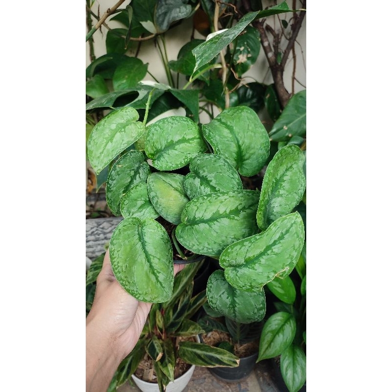 Scindapsus silver splash