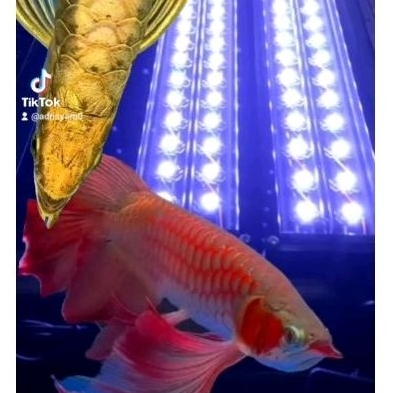 Lampu tanning LED 30 mata led (30watt) 60cm -100cm 25000k-30000k