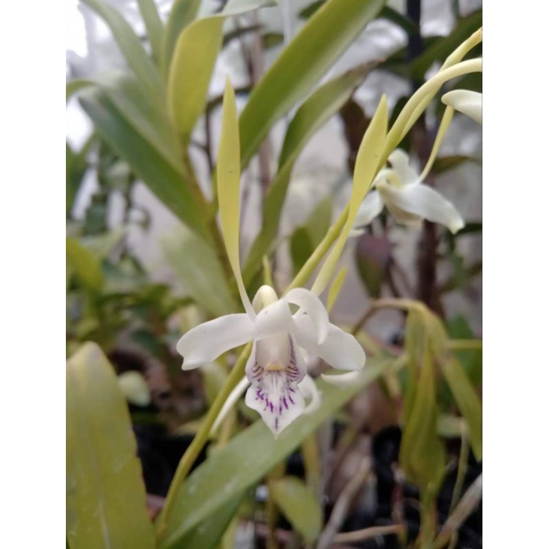 Dendrobium antenatum (double tangkai bunga)