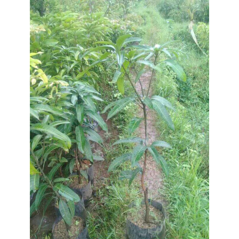 Bibit Mangga irwin dan Kiojay 1 Meter up